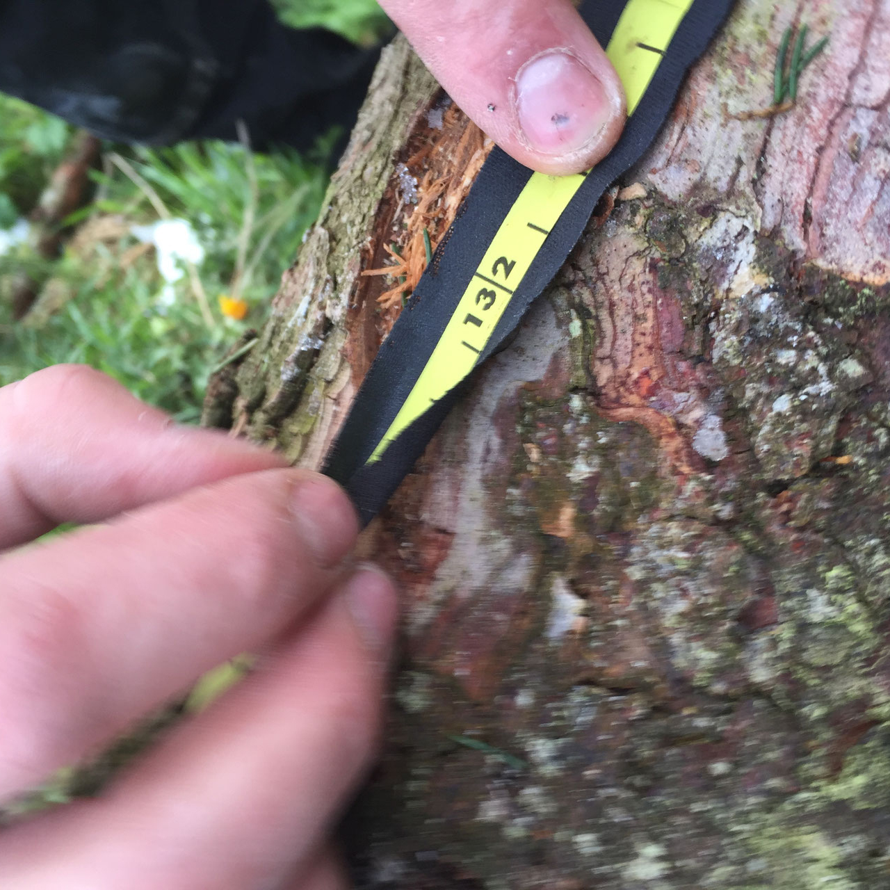 Adhesive tape for forest measure tape repair